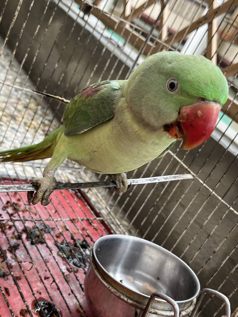 Raw parrot patha talking 1