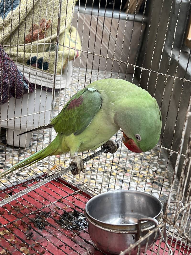 Raw parrot patha talking 2