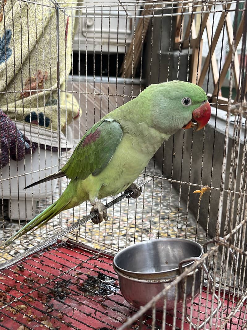Raw parrot patha talking 3