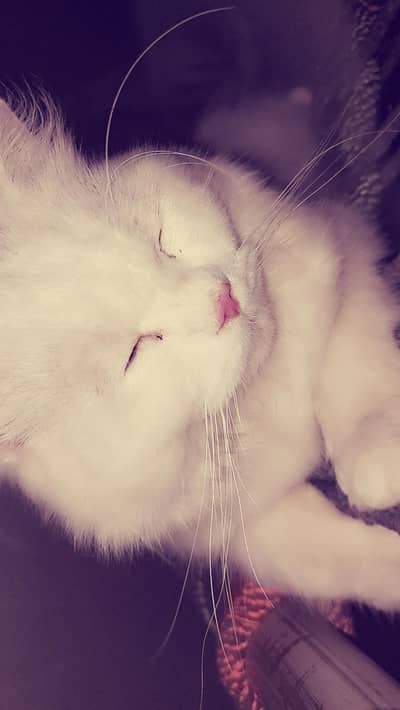 male persian cat