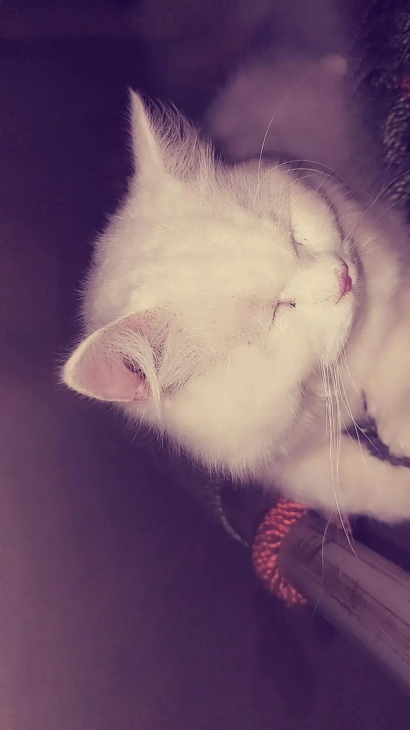 male persian cat — photo 2