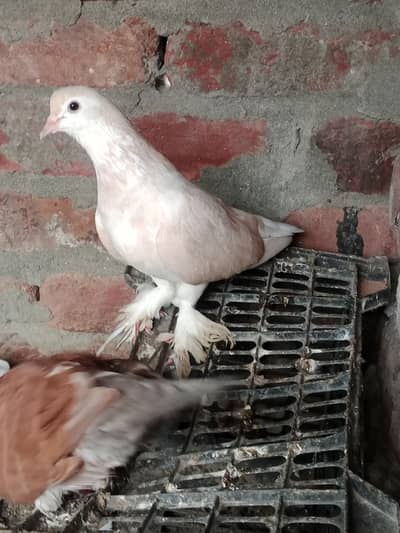 fancy and flying birds