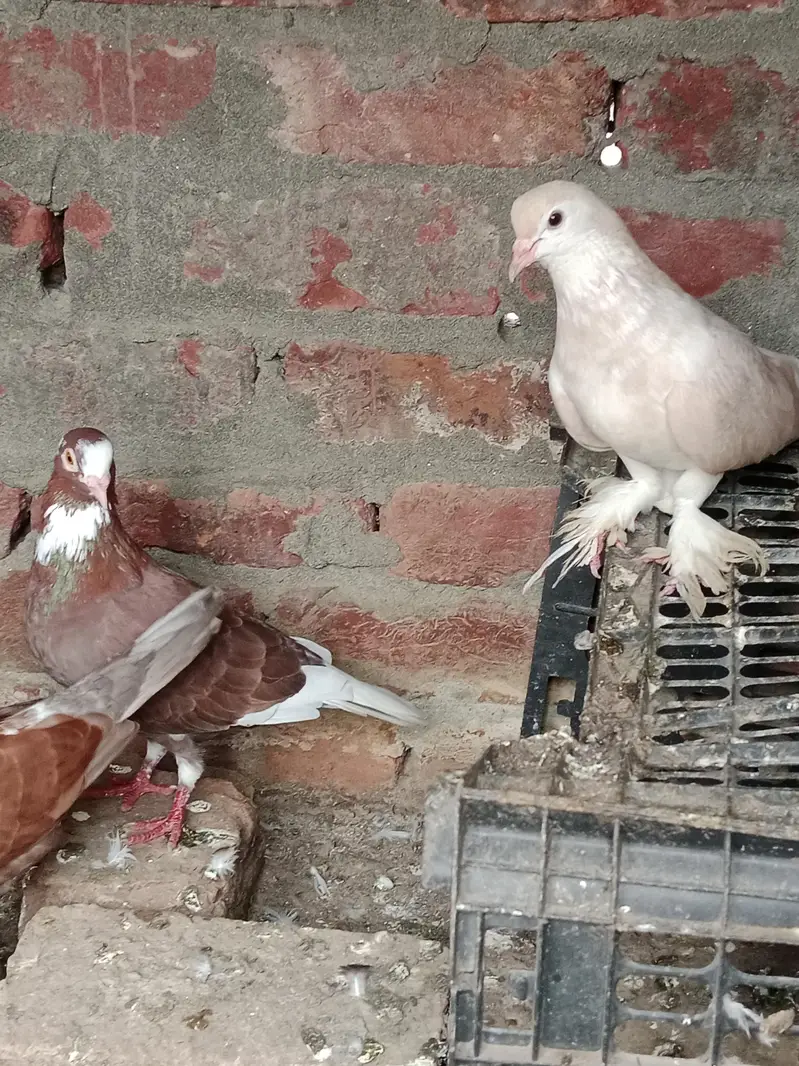 fancy and flying birds — photo 2