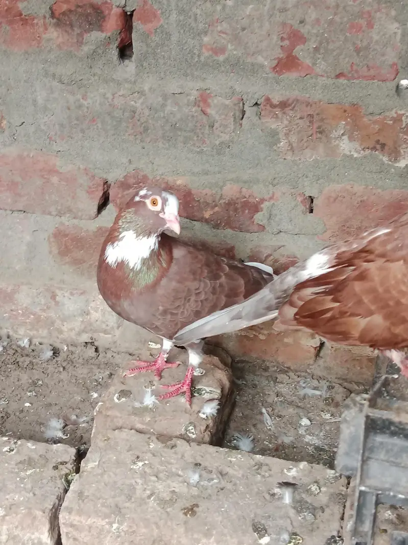 fancy and flying birds — photo 3
