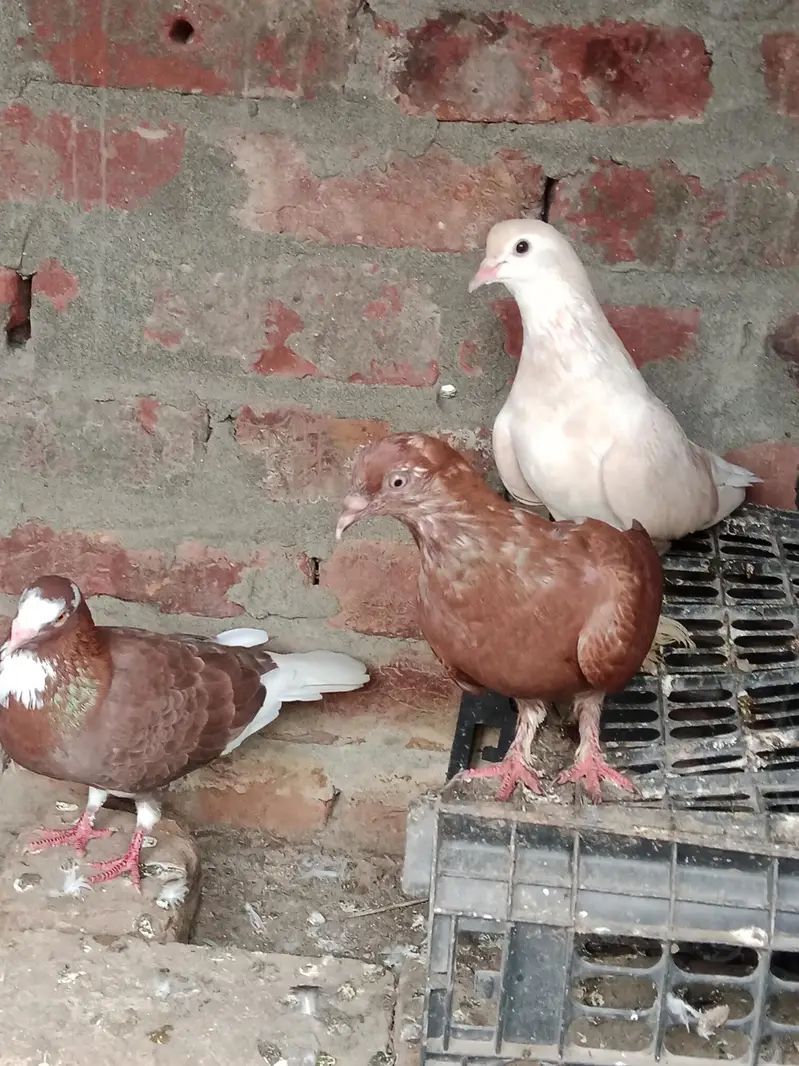 fancy and flying birds — photo 4