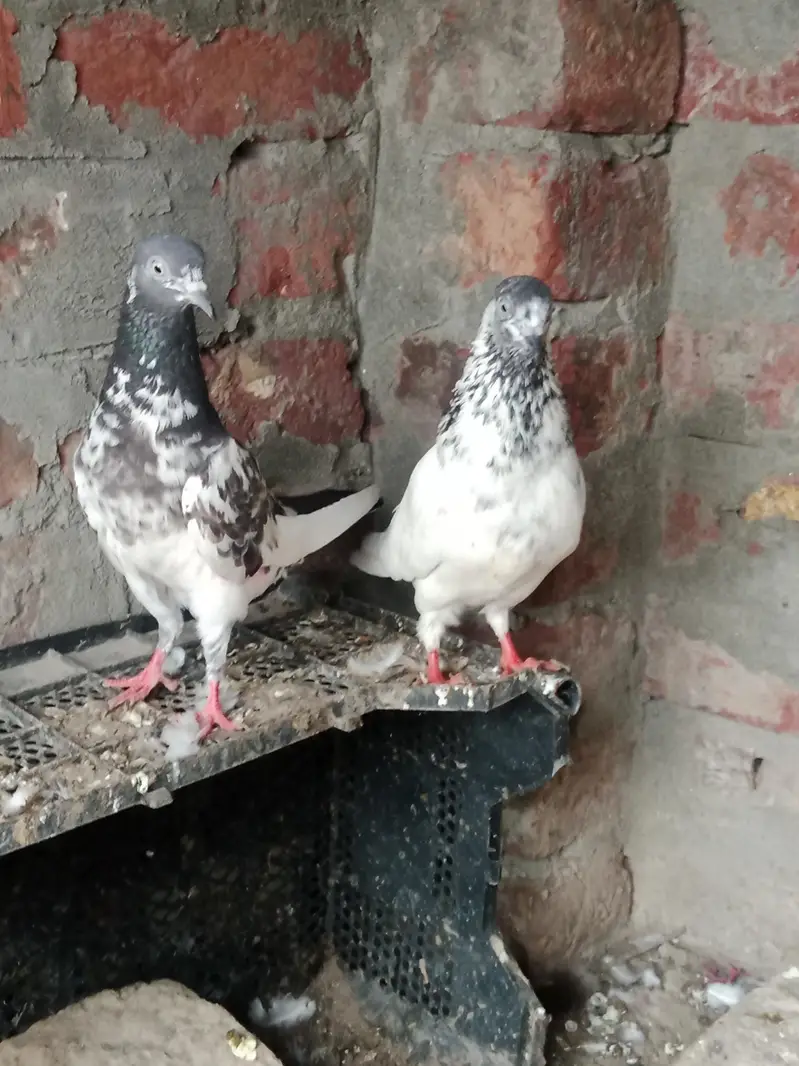 fancy and flying birds — photo 5