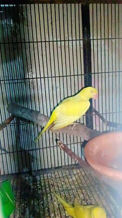 Parrot pathy