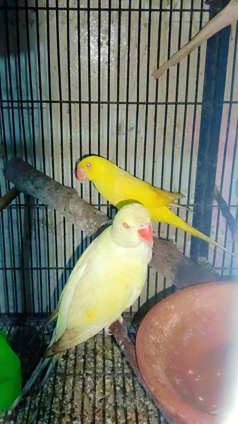 Parrot pathy 1