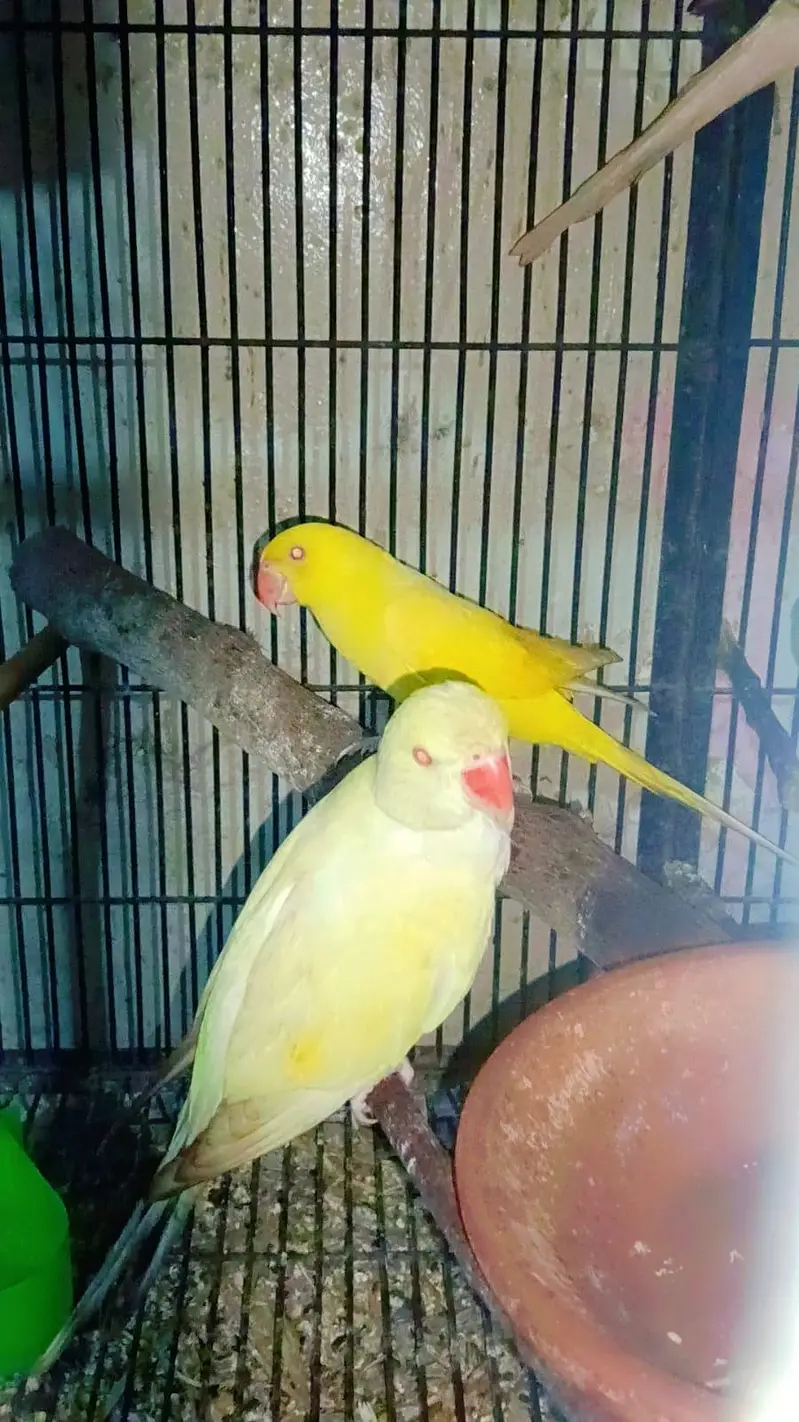 Parrot pathy — photo 2