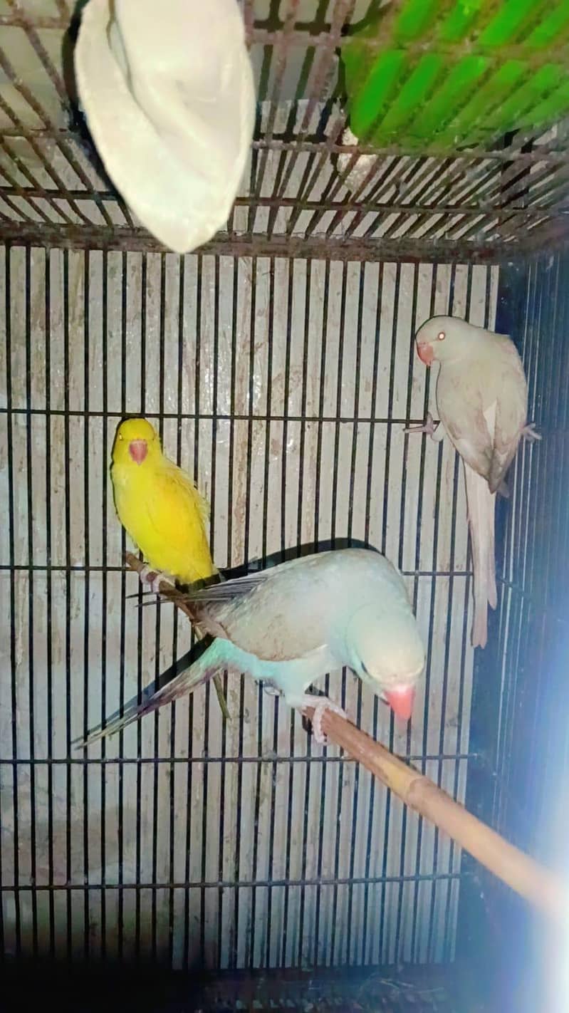 Parrot pathy 2