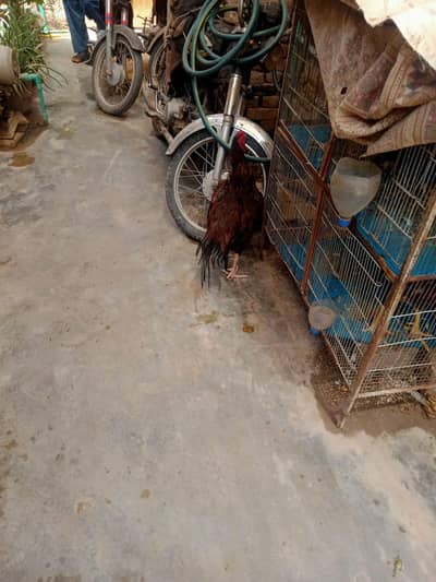 Male rooster ,healthy & strong