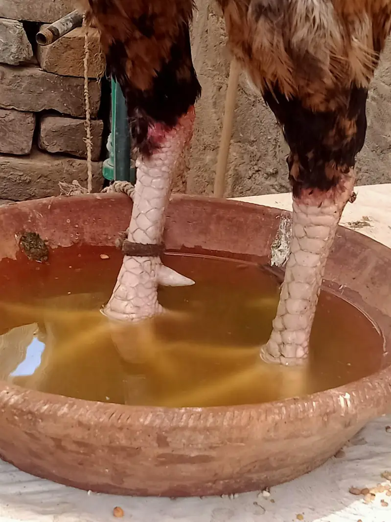 Male rooster ,healthy & strong — photo 2