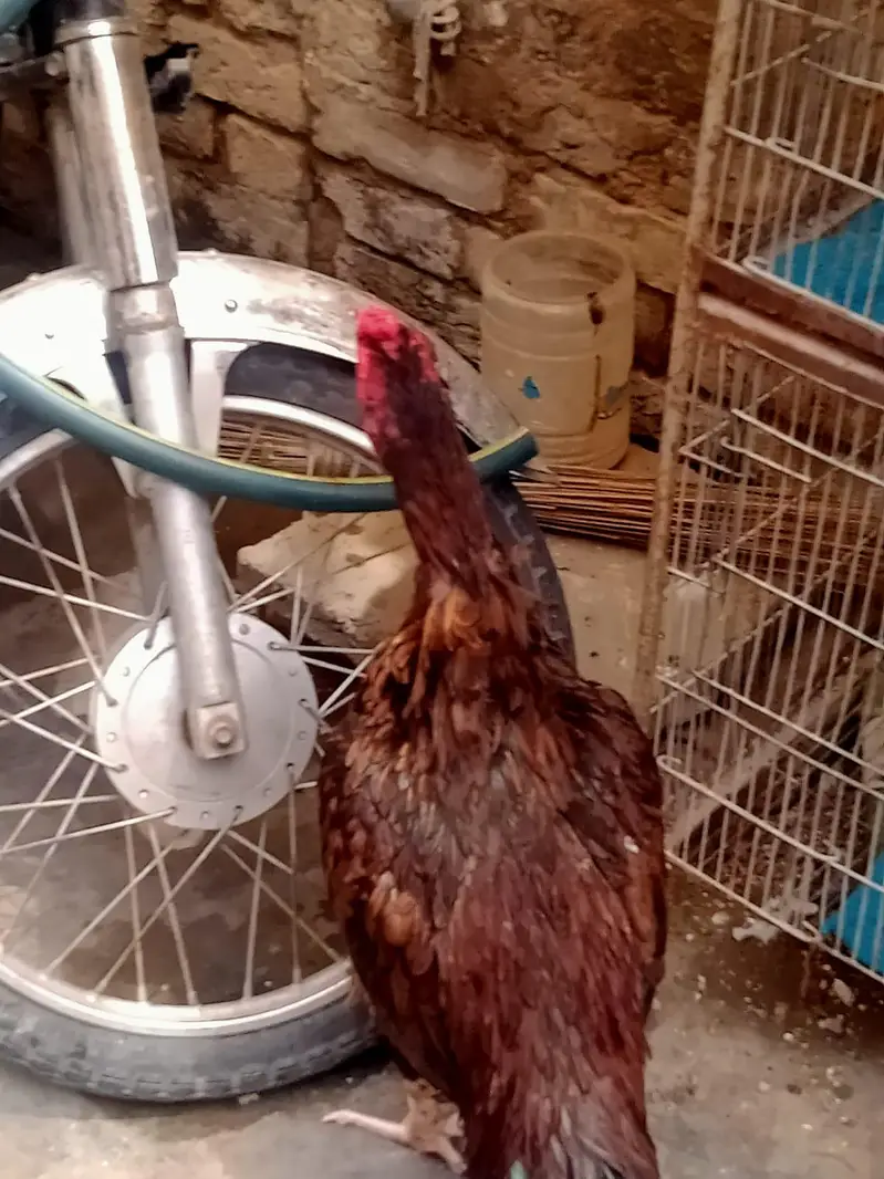 Male rooster ,healthy & strong — photo 3