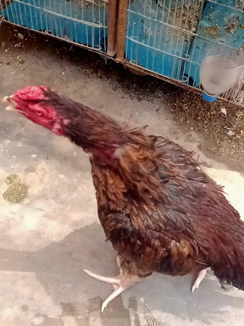 Male rooster ,healthy & strong — photo 4