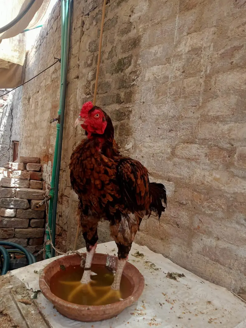 Male rooster ,healthy & strong — photo 5