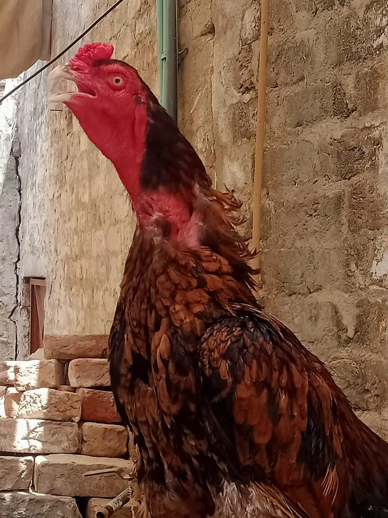 Male rooster ,healthy & strong — photo 6