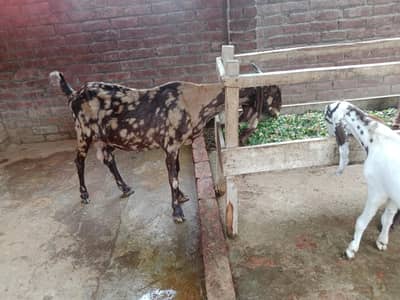 bakri goat 0303=41.32. 402