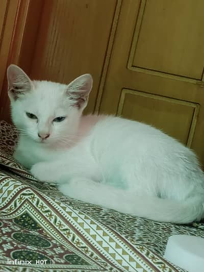 Persian X Russian cross breed diamond eye
