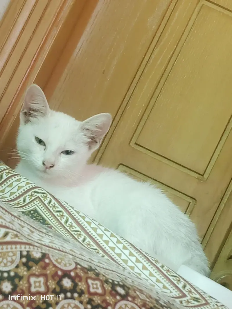 Persian X Russian cross breed diamond eye — photo 2