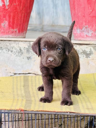 Dog for sale