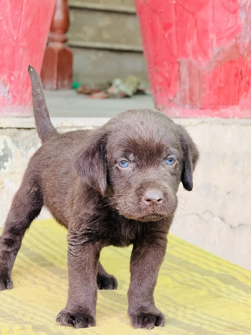 Dog for sale — photo 2