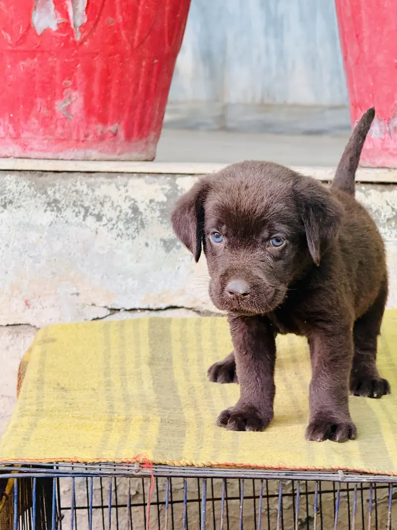 Dog for sale — photo 3