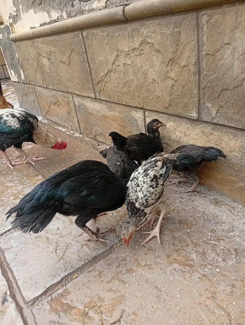 bachy and moraga Ak choza  1000 or marga 2800 ka — photo 2