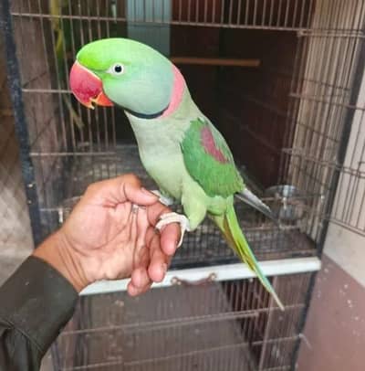 Raw parrot voice train age 12 month