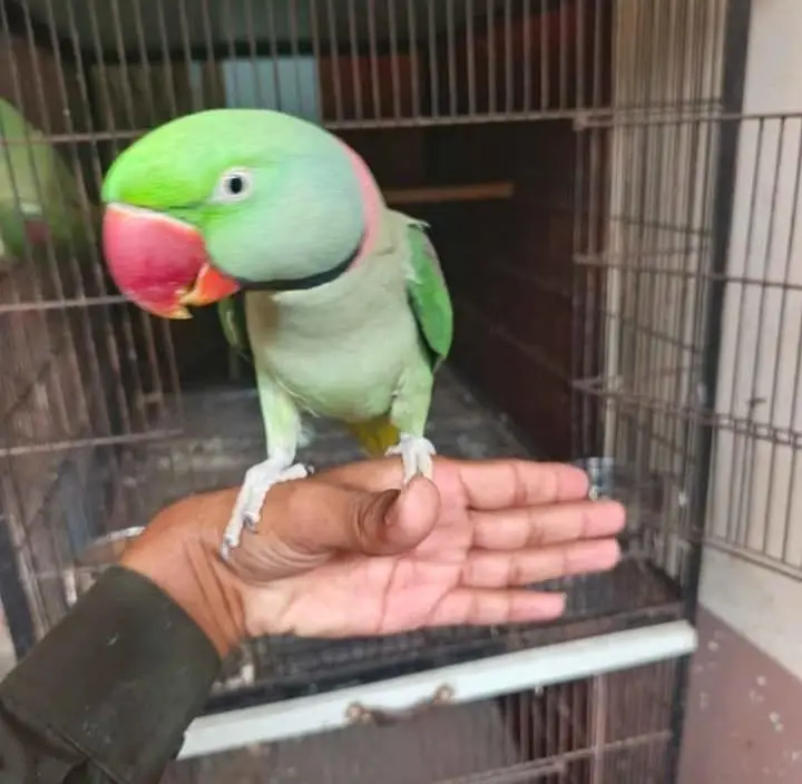 Raw parrot voice train age 12 month — photo 2