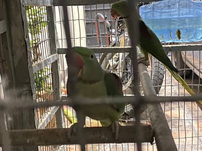 beautiful  breeding  pair