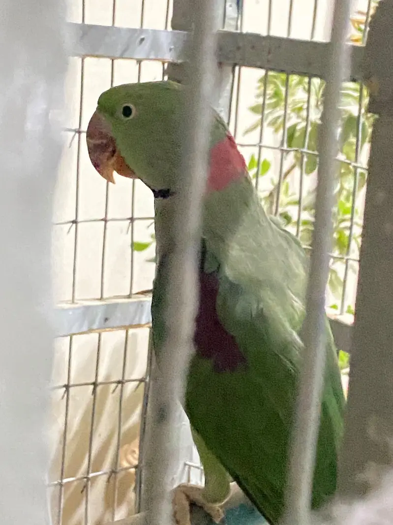 beautiful  breeding  pair — photo 3
