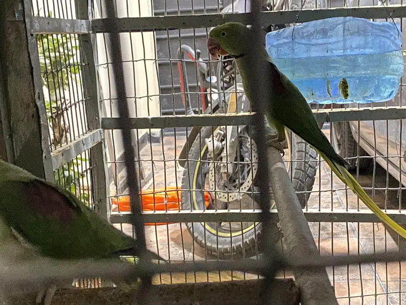 beautiful  breeding  pair — photo 4