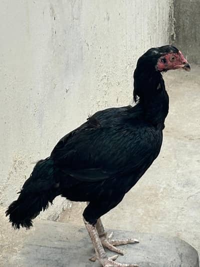 desi murgi