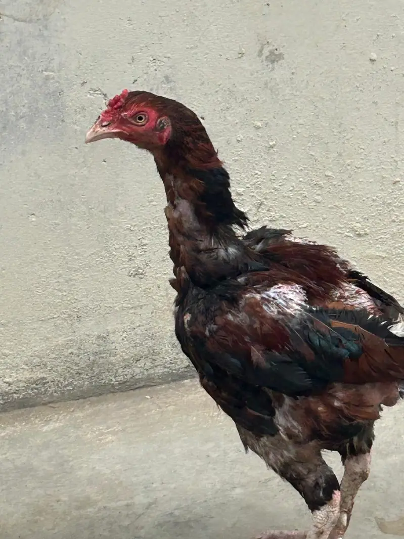 desi murgi — photo 3