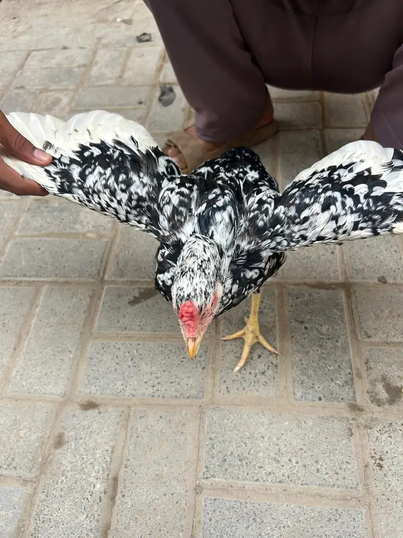 desi murgi — photo 4