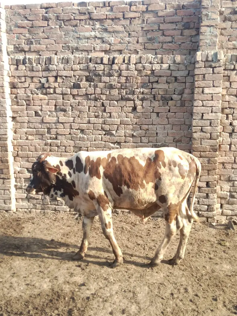 bachara — photo 2