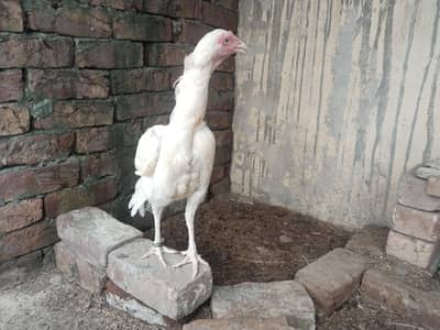 Pure Heera Aseel setup Quality birds