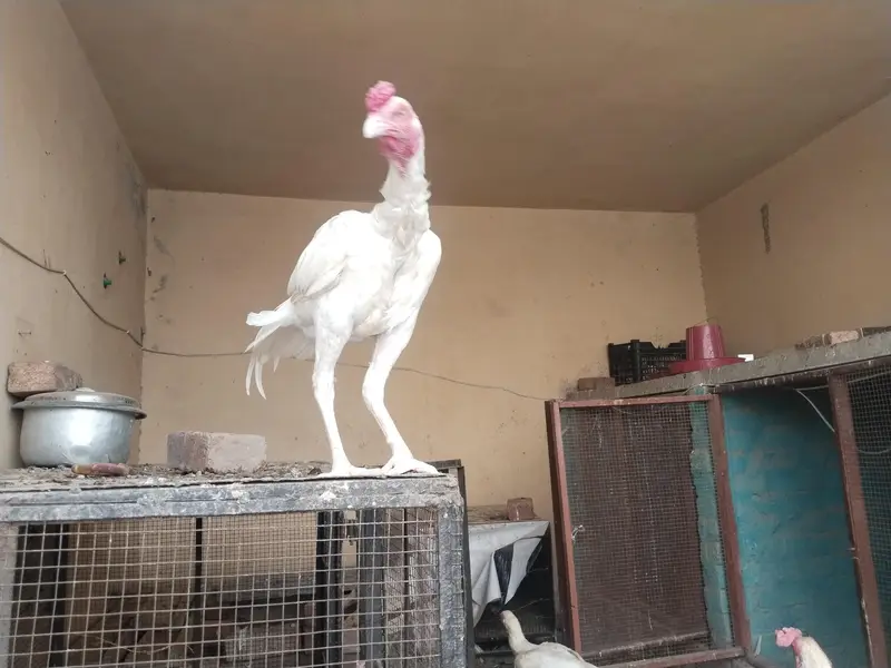 Pure Heera Aseel setup Quality birds — photo 2