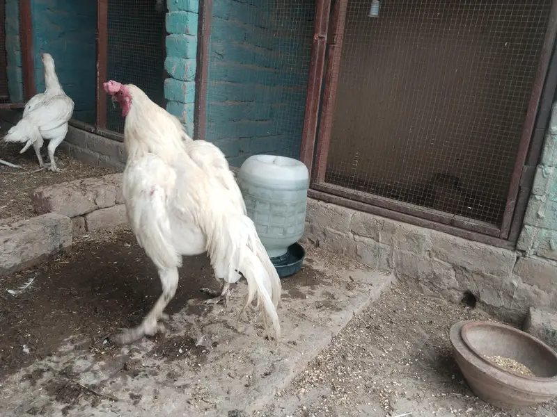 Pure Heera Aseel setup Quality birds — photo 3