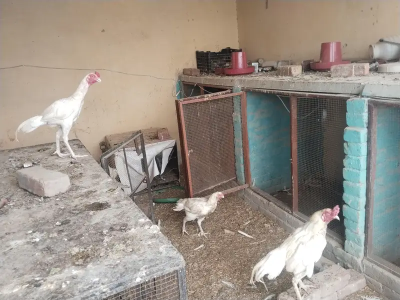 Pure Heera Aseel setup Quality birds — photo 4