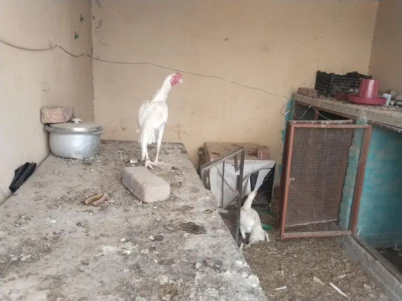 Pure Heera Aseel setup Quality birds — photo 5