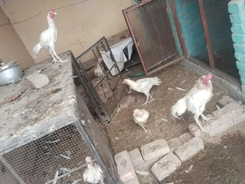 Pure Heera Aseel setup Quality birds — photo 6