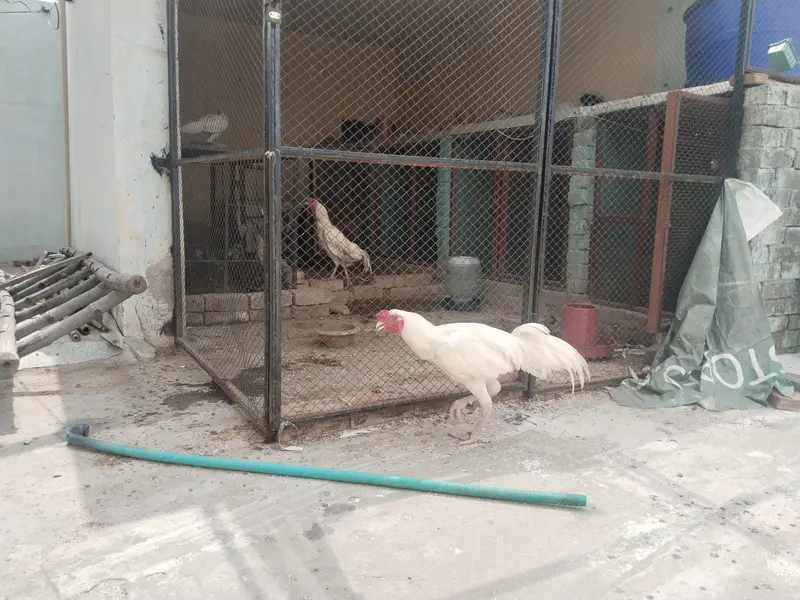 Pure Heera Aseel setup Quality birds — photo 7