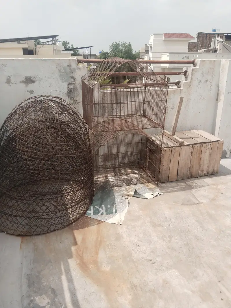 Pure Heera Aseel setup Quality birds — photo 8