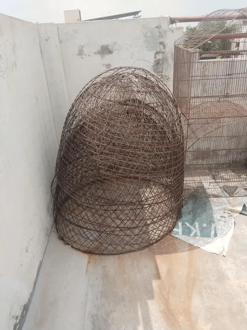 Pure Heera Aseel setup Quality birds — photo 9