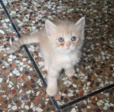 Female Persian kittens+ ghr ki pali hoi