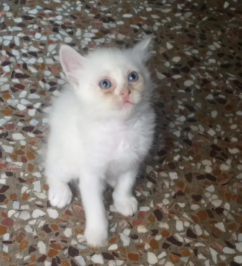 Female Persian kittens+ ghr ki pali hoi — photo 2