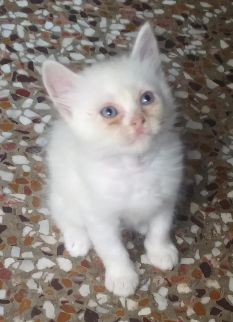 Female Persian kittens+ ghr ki pali hoi — photo 3