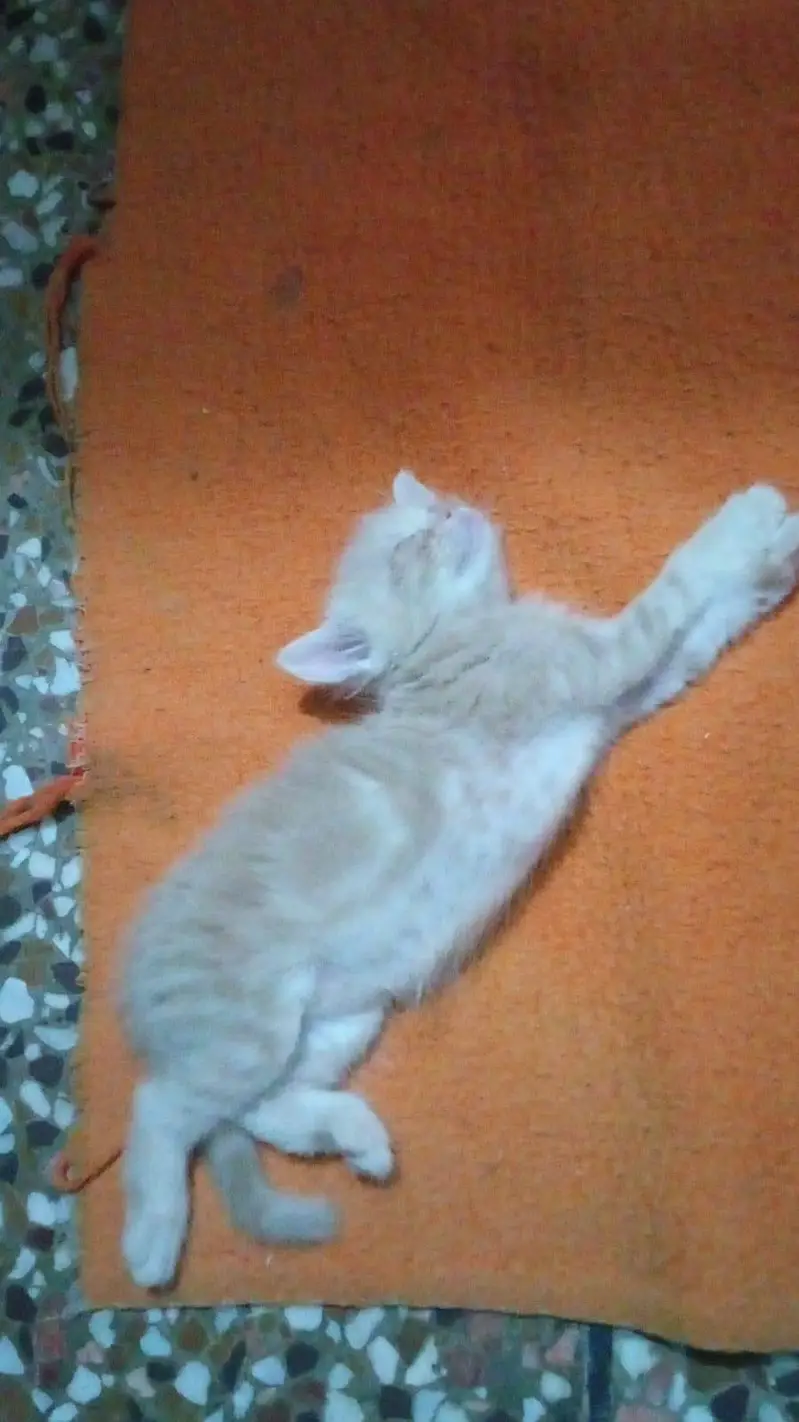Female Persian kittens+ ghr ki pali hoi — photo 4