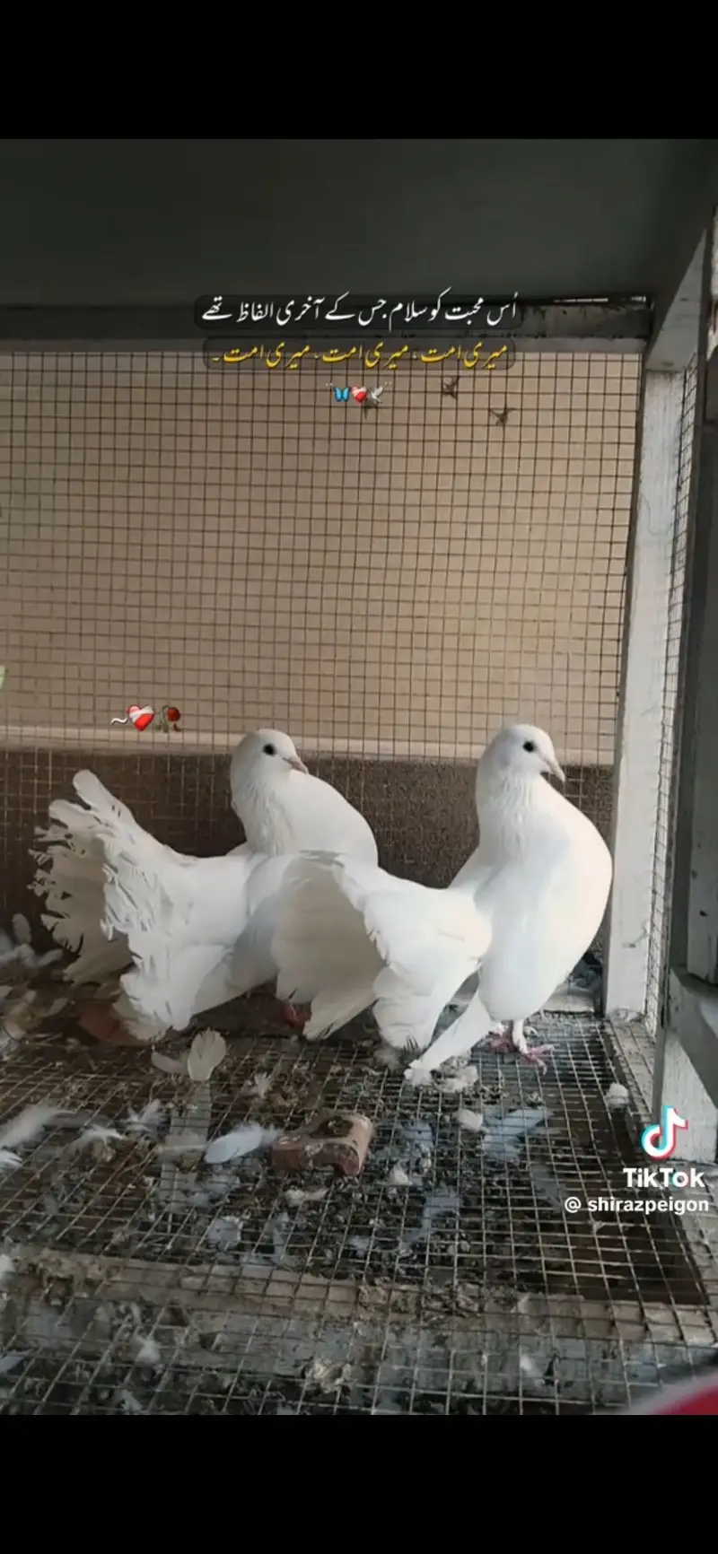 2 Young Male — photo 2